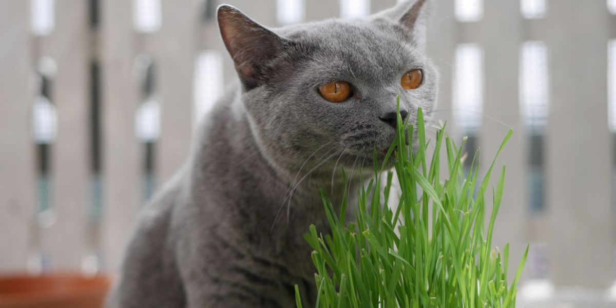 Gato Grey British Shorthair farejando grama de trigo para gatos