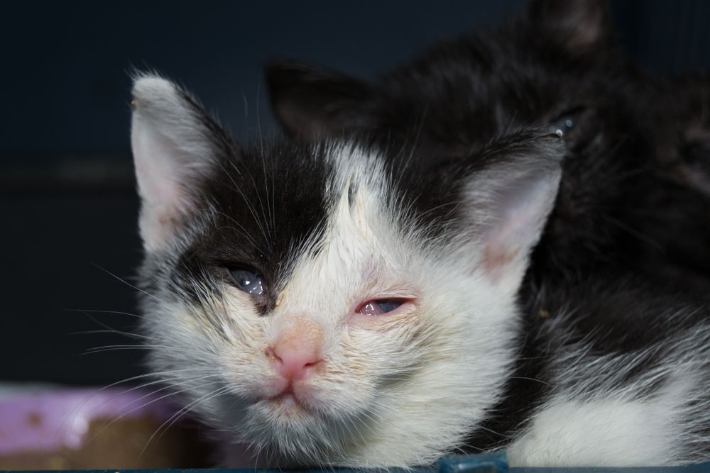 Gatinhos com conjuntivite e úlcera de córnea