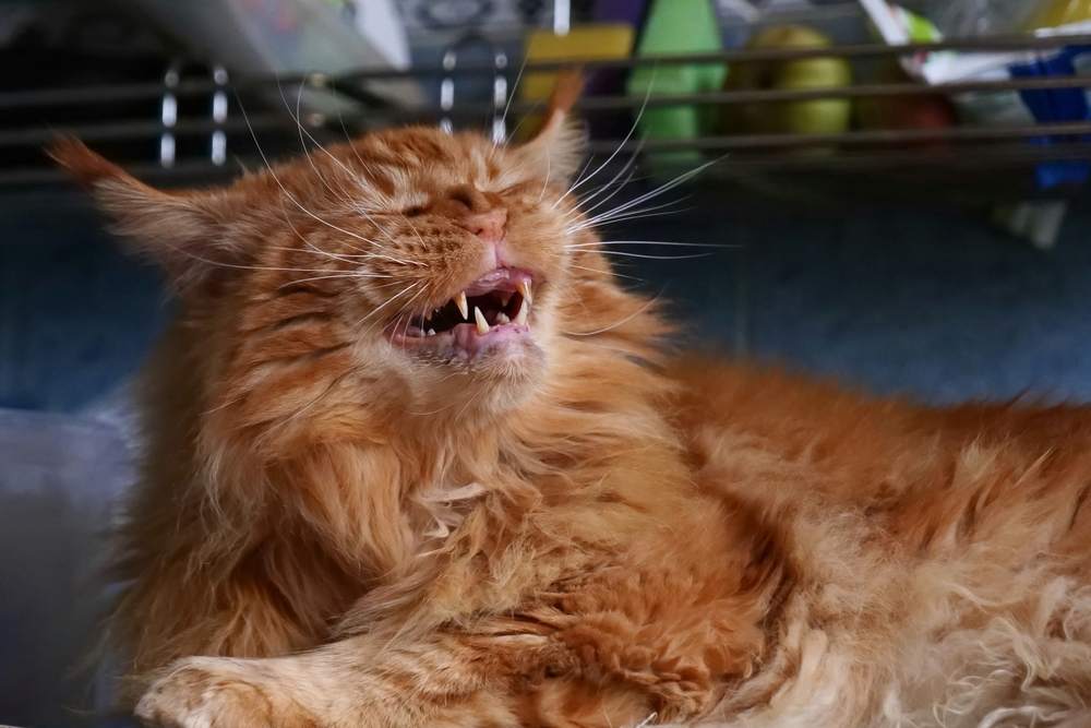 Gato Red Maine Coon sorrindo com os olhos semicerrados, parecendo que está prestes a espirrar.