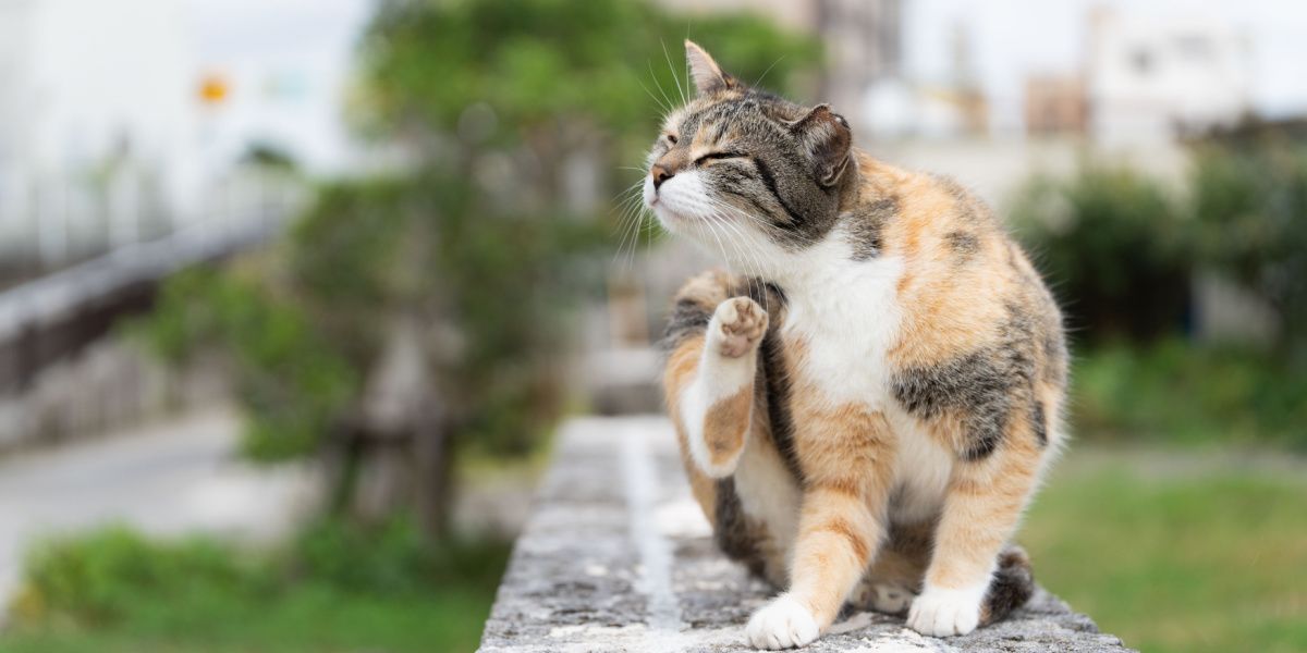 Mosca bot em gatos: gato coçando o pelo para aliviar coceira ou desconforto.