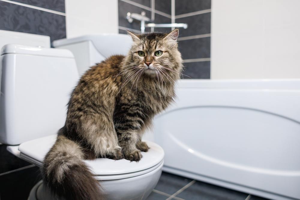 Gato sentado em um vaso sanitário em um banheiro limpo e tratado com água sanitária.