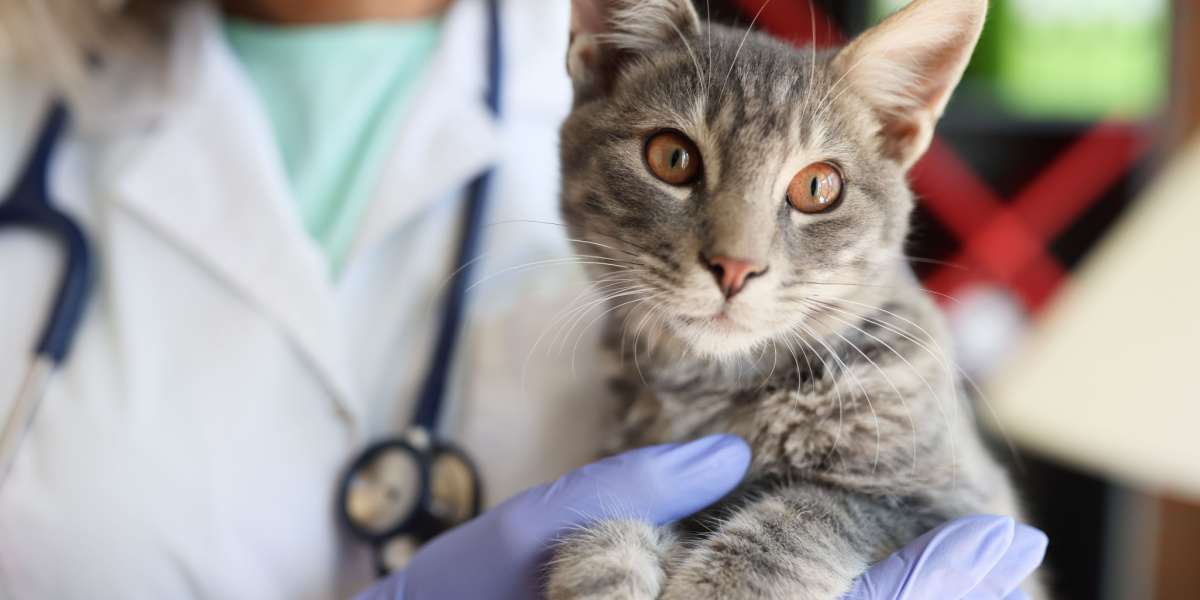 Mãos veterinárias segurando suavemente um lindo gato em uma clínica veterinária