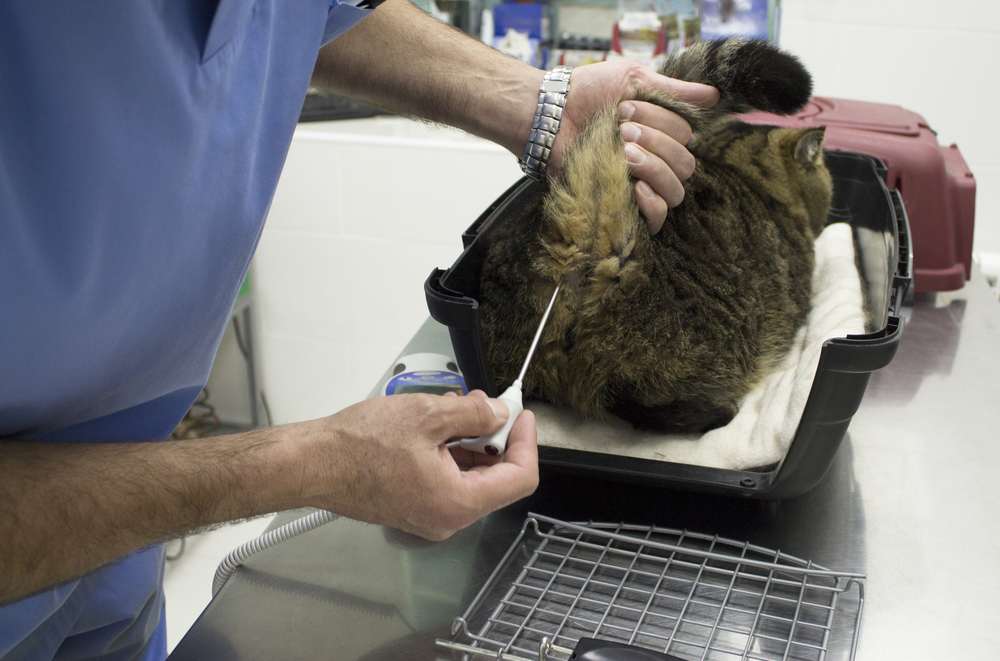 Veterinário medindo a temperatura corporal de um gato