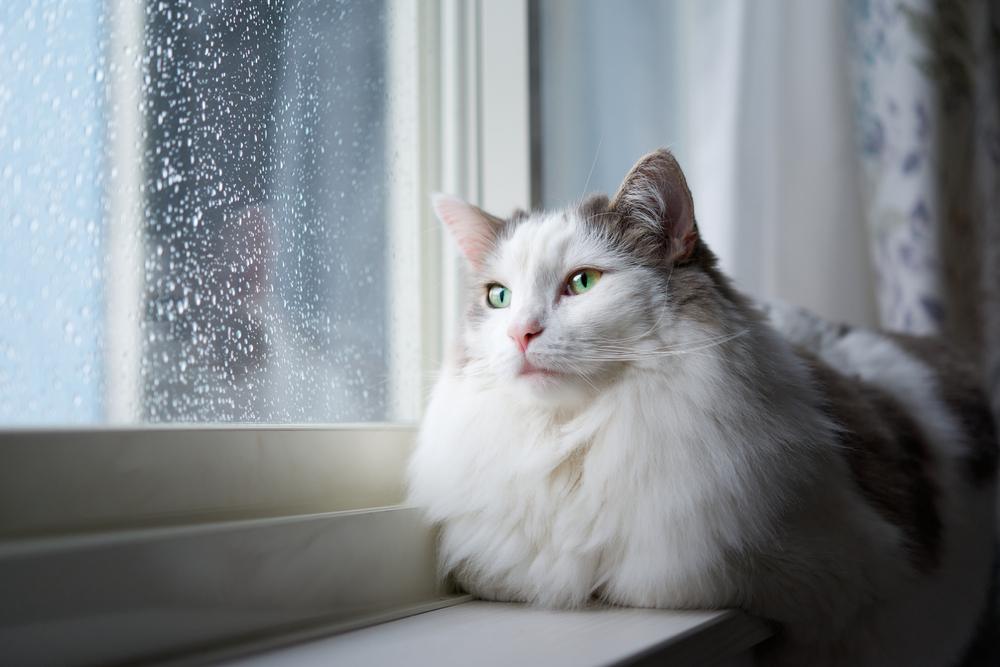 Gato branco sentado ao lado de uma janela em casa