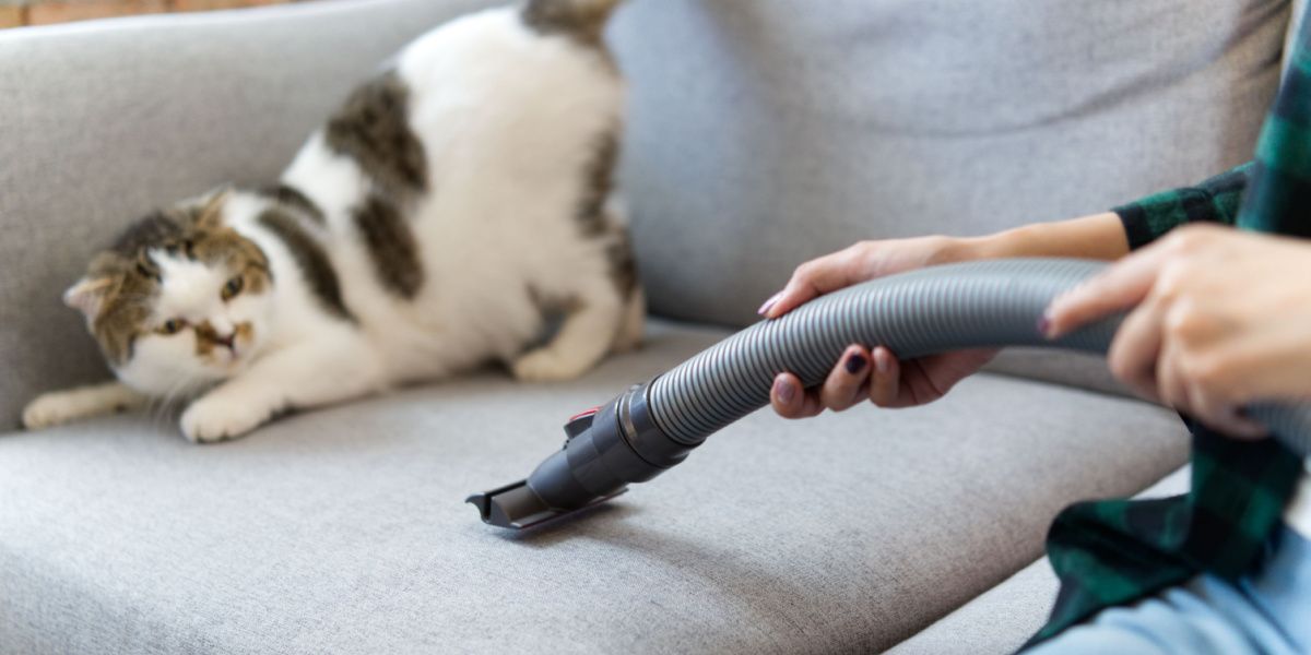 Gato fofo branco com medo de aspirador de pó, destacando o medo comum que alguns gatos têm de eletrodomésticos.