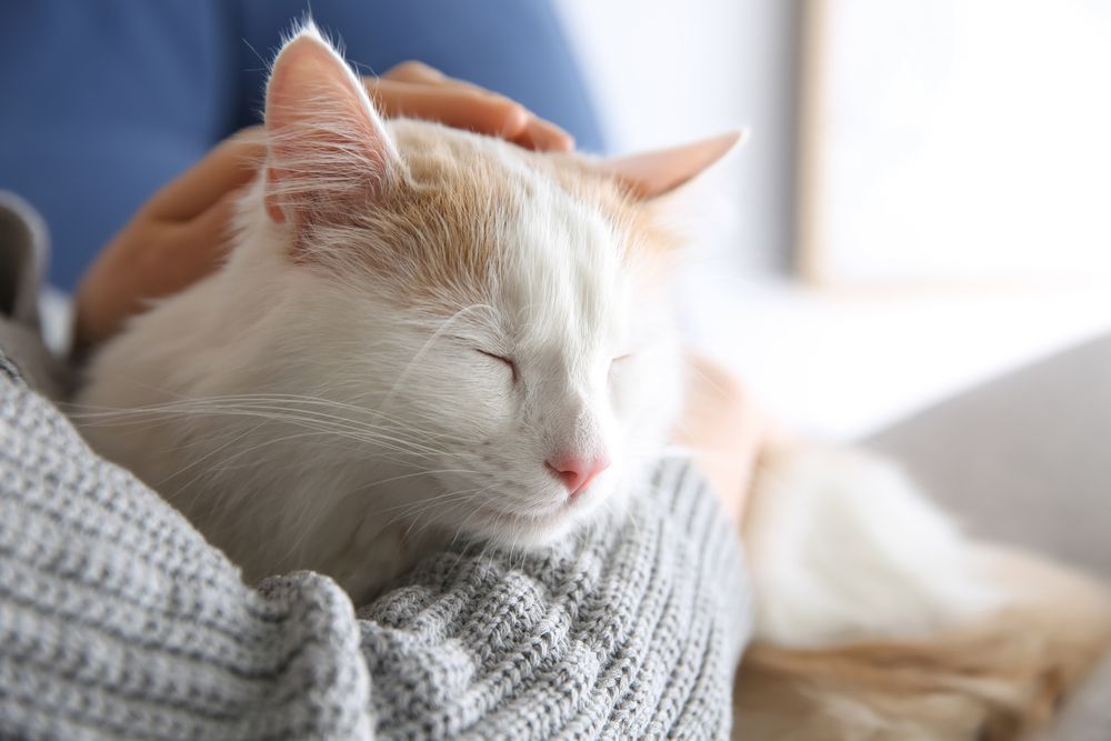 Glandex para gatos: Um gato abraçando seu dono e parecendo contente e relaxado.