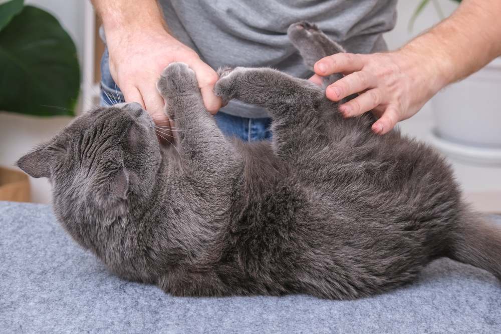 Gato mordendo e arranhando as mãos de uma pessoa de brincadeira, ilustrando o comportamento típico dos felinos durante as brincadeiras