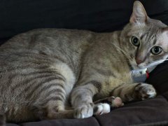 Cat struggling to sleep while lying down on a sofa