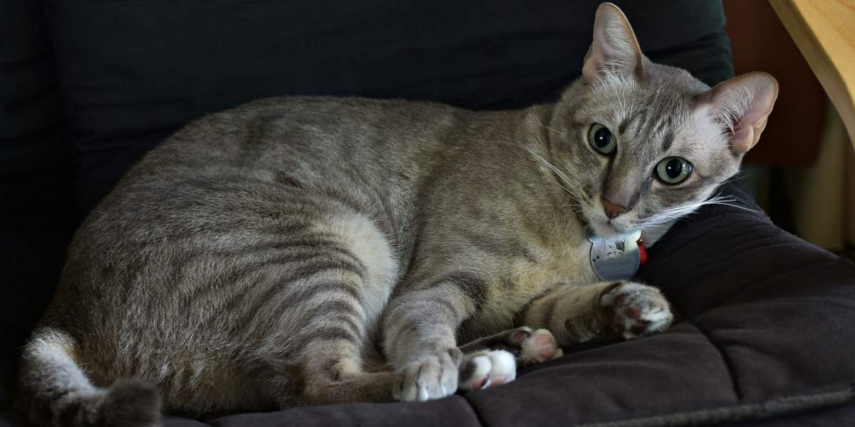 Gato lutando para dormir enquanto está deitado em um sofá