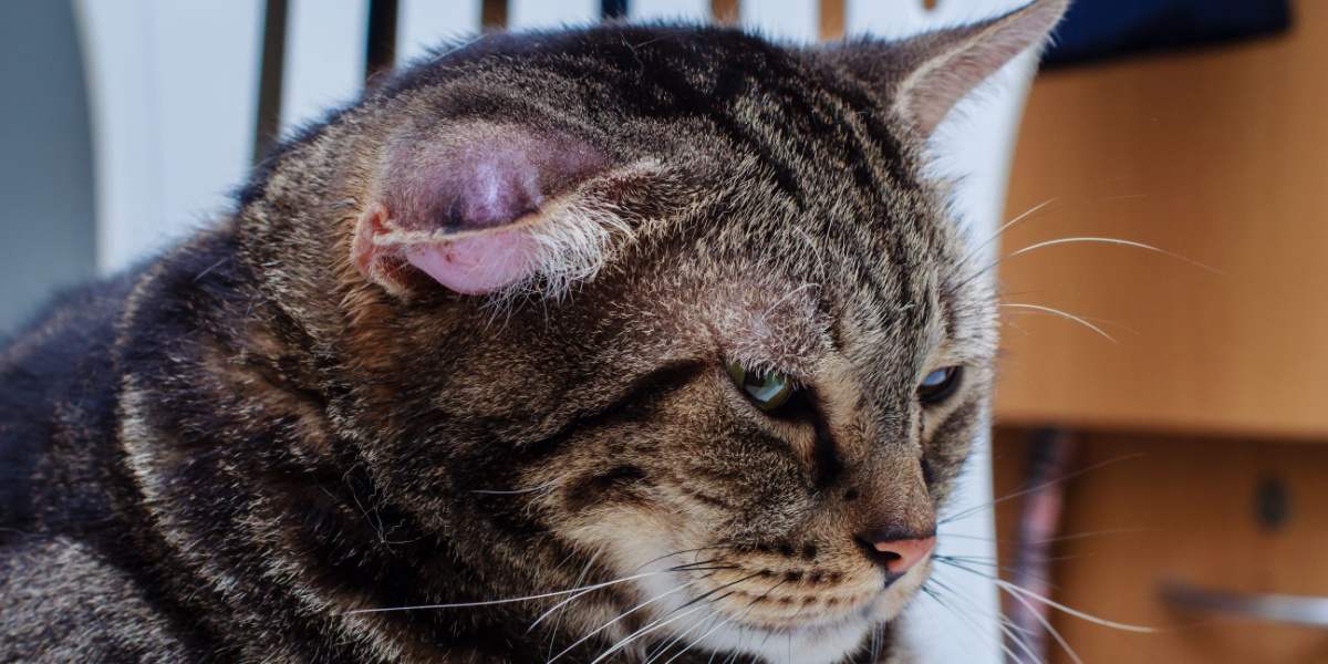 Um gato com hematoma, inchaço ou caroço devido a acúmulo de sangue, geralmente aparecendo na orelha ou no rosto do gato