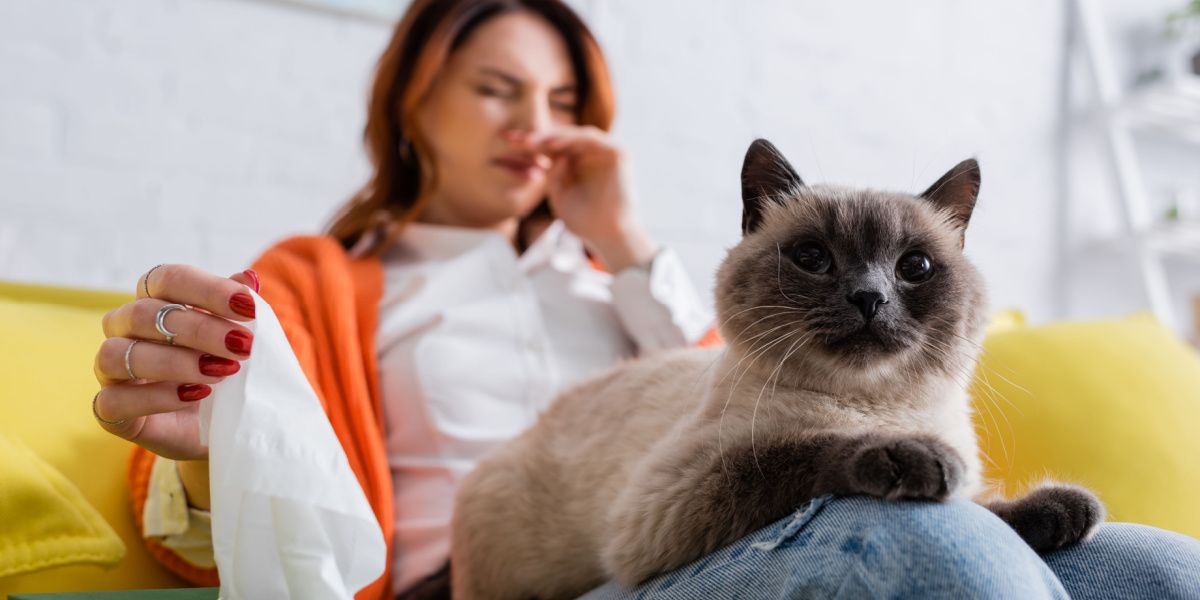 Gato perto de uma mulher espirrando