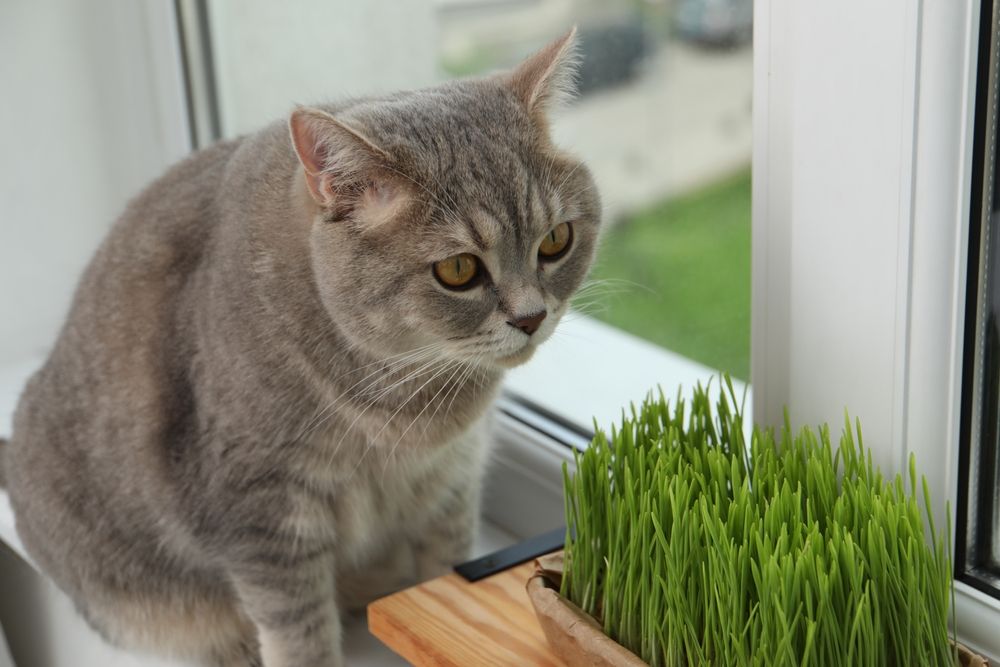 Gato perto de grama de trigo fresca para gatos no parapeito de uma janela dentro de casa