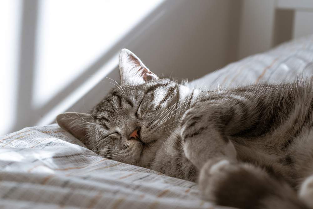 Imagem de um gato dormindo tranquilamente, capturando um momento sereno e repousante de relaxamento felino.