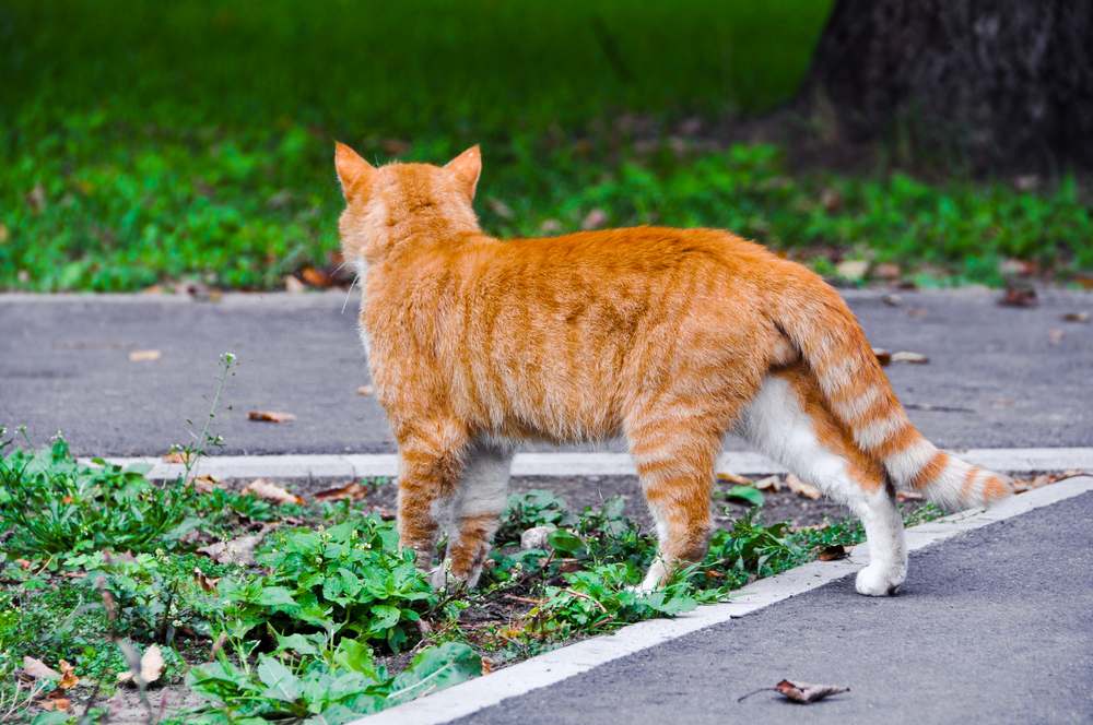 Os gatos podem encontrar o caminho de casa? Gato caminhando com confiança em uma estrada pavimentada, incorporando uma sensação de aventura e independência.