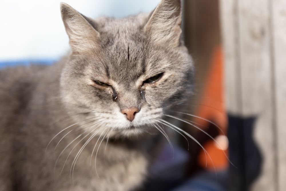 gato com canais lacrimais bloqueados