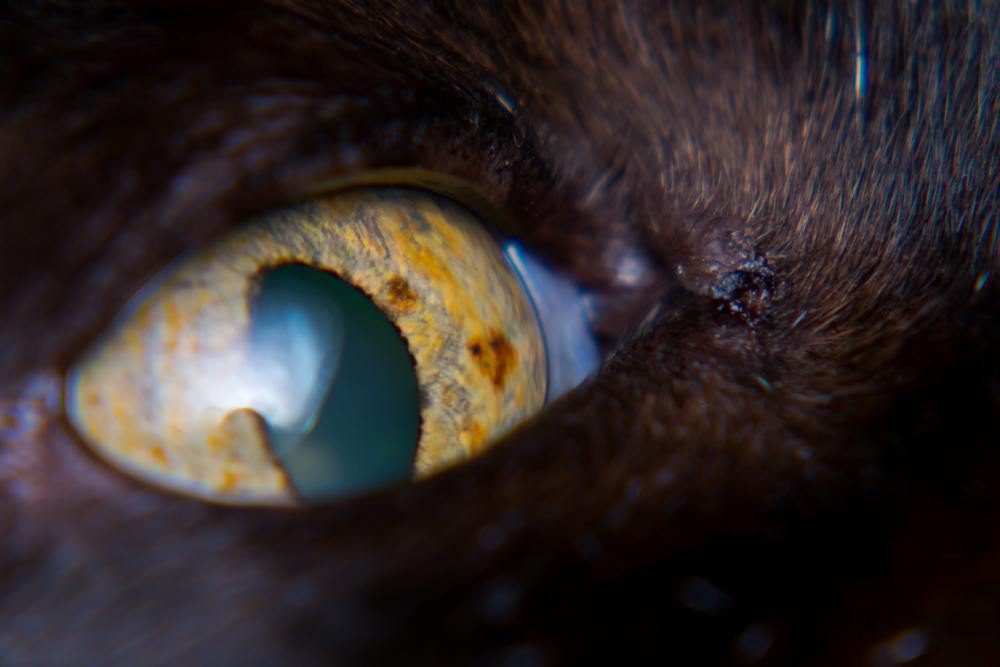 gato com neoplasia intraocular