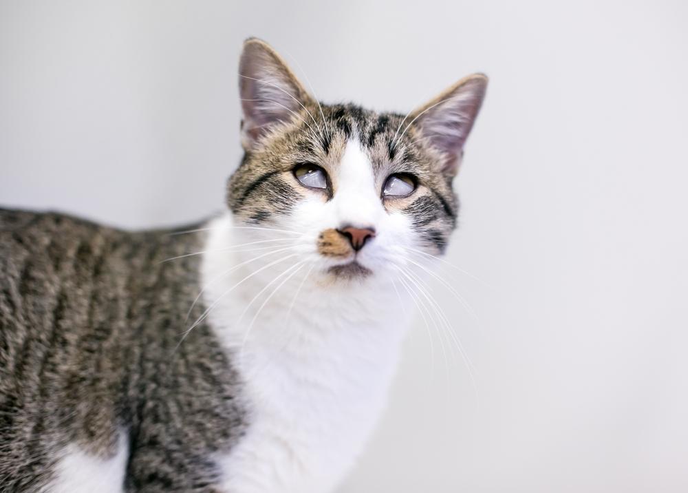 gato com prolapso das terceiras pálpebras