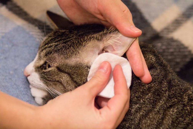 Hematomas nas Orelhas em Gatos: Causas, Sintomas e Tratamento - Cats.com