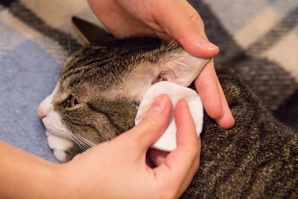 O dono de um gato limpa suavemente as orelhas do seu gato com um algodão, garantindo a higiene e o bem-estar dos ouvidos do seu animal de estimação