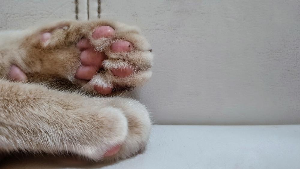 Pododermatite em gatos: close-up das almofadas das patas saudáveis de um gato