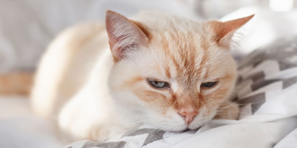 Gato doméstico descansando em uma cama.