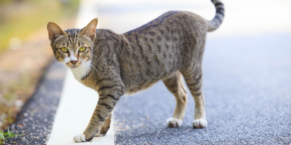 Os gatos podem encontrar o caminho de casa?