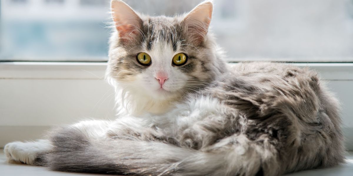 Uma gata fofa deitada no parapeito de uma janela.