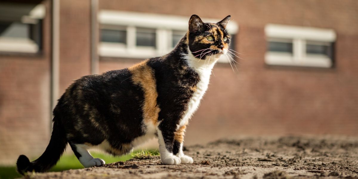 Gato malhado de olhos verdes em pé mostrando sua Bolsa Primordial