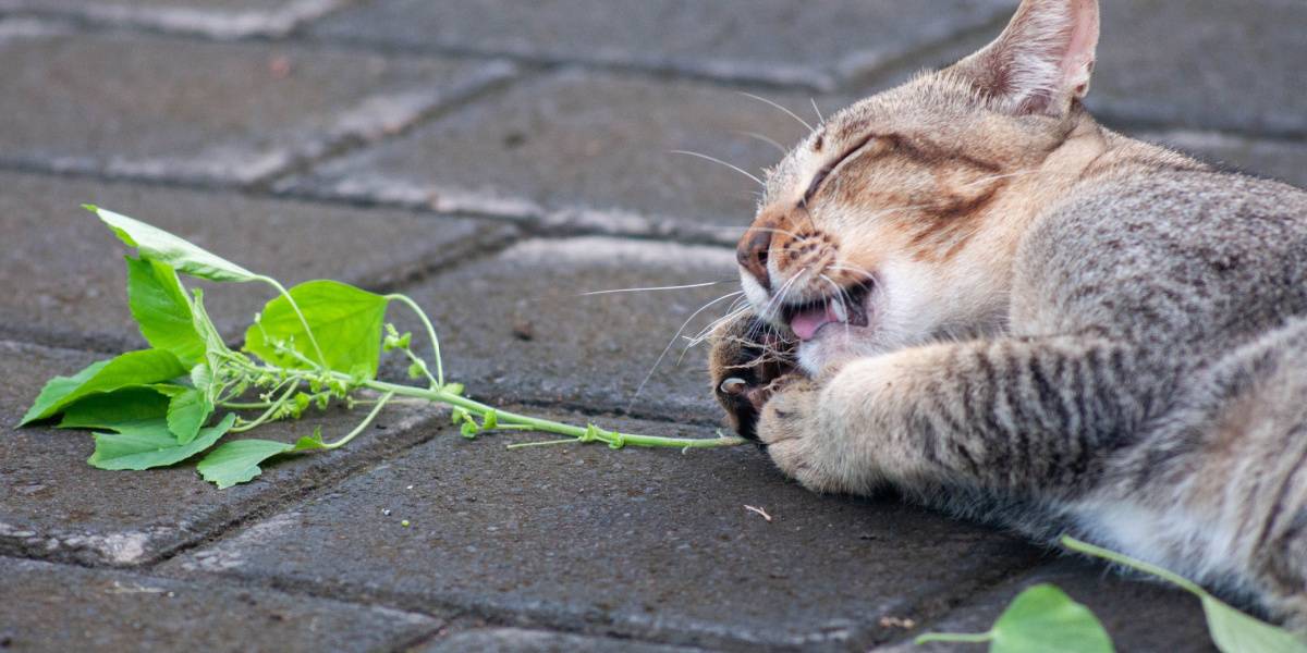 Gato malhado cinza brincando com cipó prateado, um momento bem humorado e lúdico