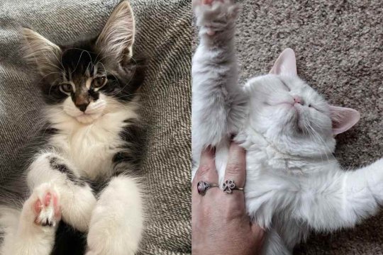 Como os Gatos Escolhem sua Pessoa Favorita