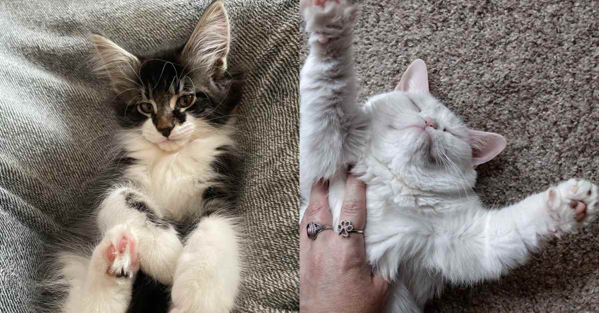 Vista dividida de dois gatos: Leo, o Maine Coon x gato norueguês da floresta, à esquerda, e um gato branco fofo à direita