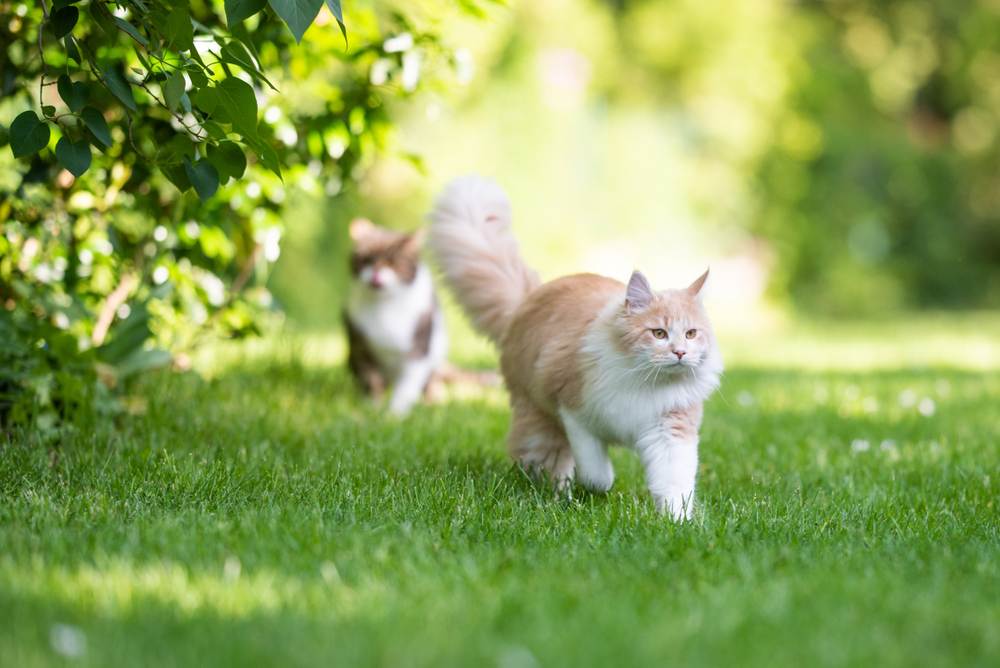 Fatos sobre gatos machos: Um gato Maine Coon com cauda fofa se afastando, exibindo sua aparência majestosa e distinta.