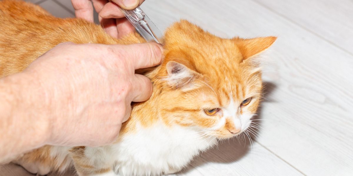 Selamectina para Gatos: Proprietário aplica gotas antiparasitárias na cernelha do gato, garantindo a saúde e proteção do animal.