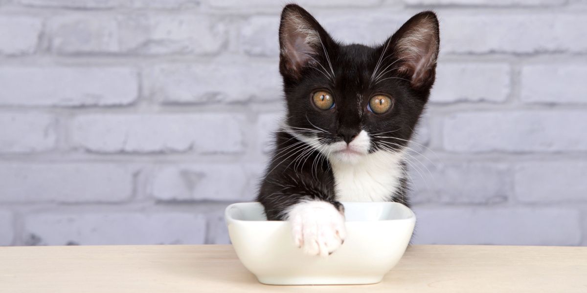 Os gatos cobrem a comida: Gatinho de smoking cobrindo a tigela de comida com a pata, exibindo um comportamento lúdico e engenhoso