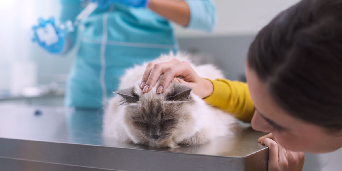 Veterinário preparando um antibiótico para administração a um gato doente