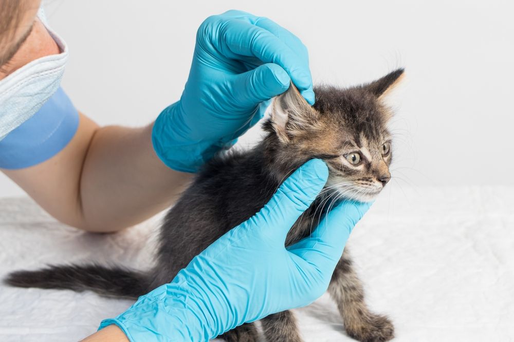 Um veterinário examina cuidadosamente a orelha de um gatinho, demonstrando uma avaliação médica completa.