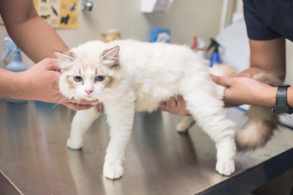 Lipoma em gatos: veterinário examinando o estômago de um gato em busca de sinais de tumores ovarianos durante um exame médico