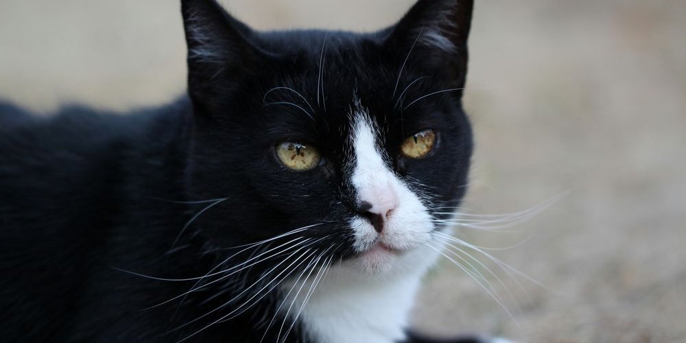 Manchas marrons na íris de um gato preto e branco.