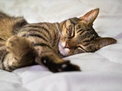 Grey tabby cat peacefully sleeping on a bed