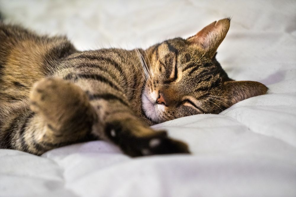 Gato cinza dormindo pacificamente em uma cama