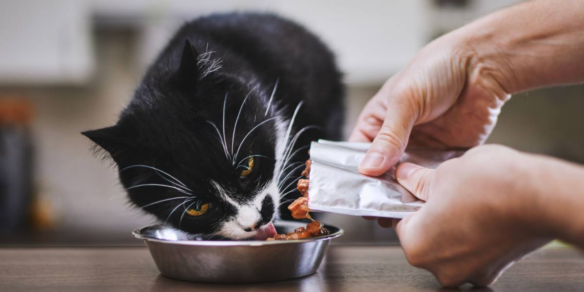 Homem alimentando seu gato faminto