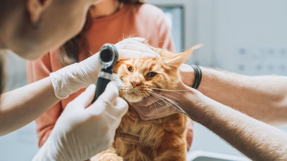 Veterinários examinando os olhos de um animal de estimação Maine Coon