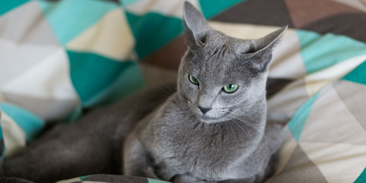 Encantador gatinho de um ano confortavelmente aninhado na cama, parecendo fofo e contente