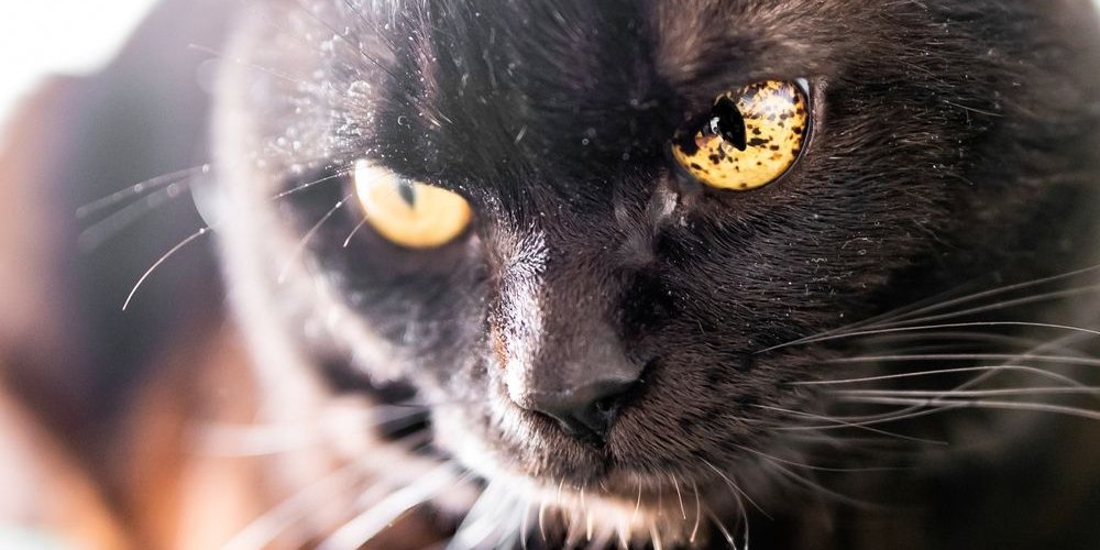 Manchas pretas na íris (olhos) de um gato preto