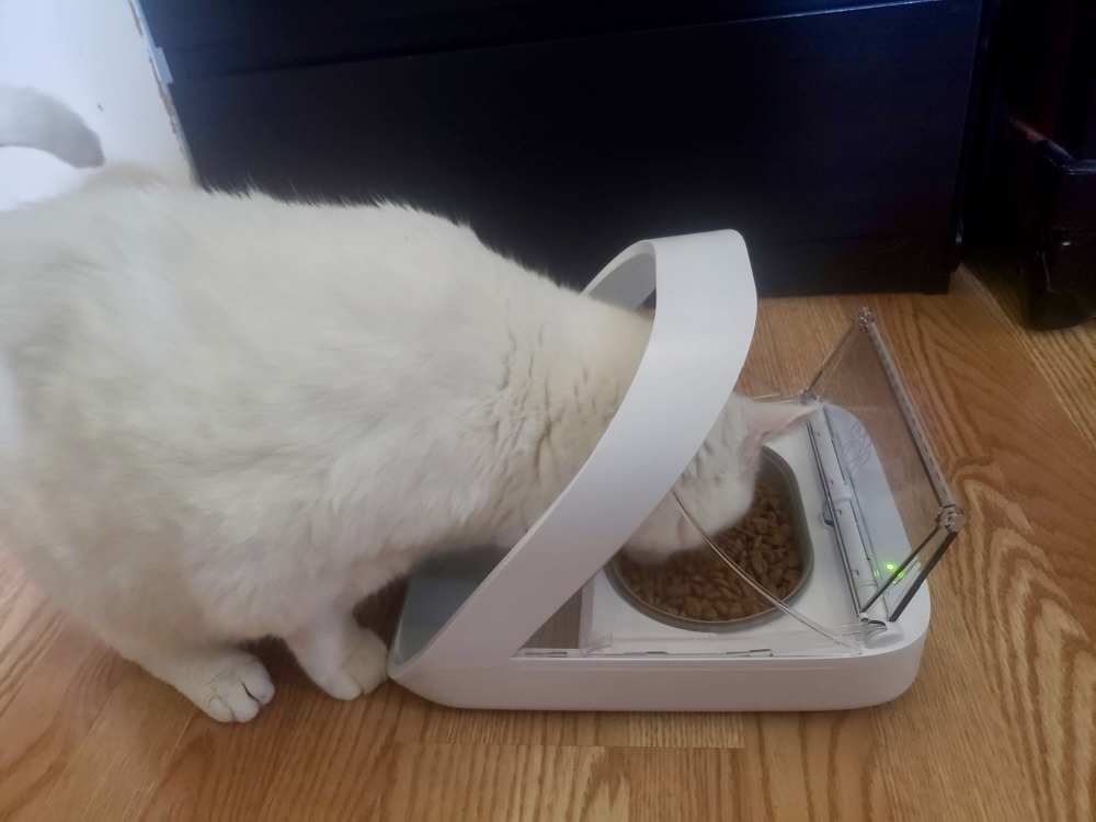 Revisão do alimentador para animais de estimação SureFeed Microchip: Gato comendo em um alimentador automático.