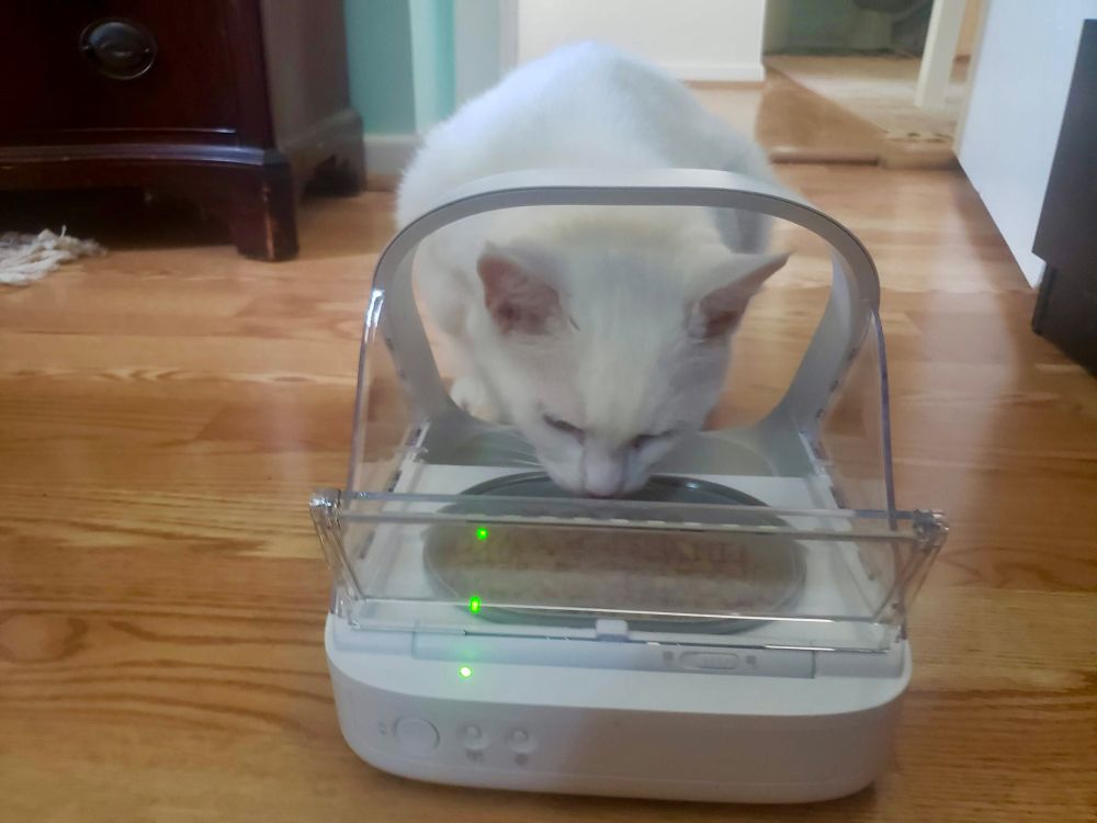 Gato comendo em um comedouro automático.