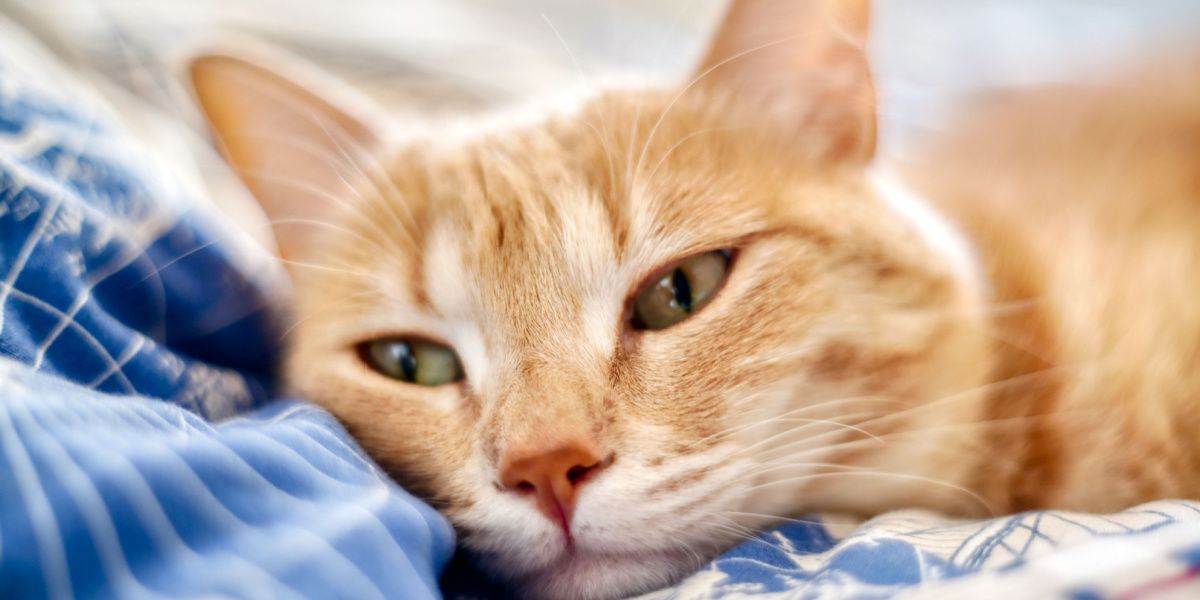 Gato doente com uma expressão preocupada