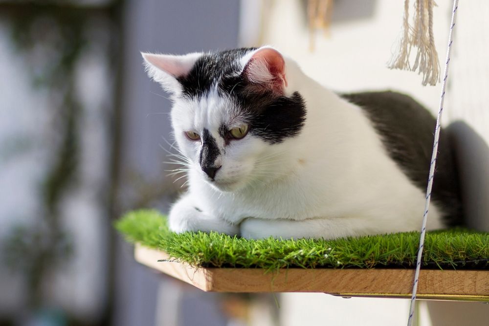 Gato sentado no poleiro da janela, apreciando a vista