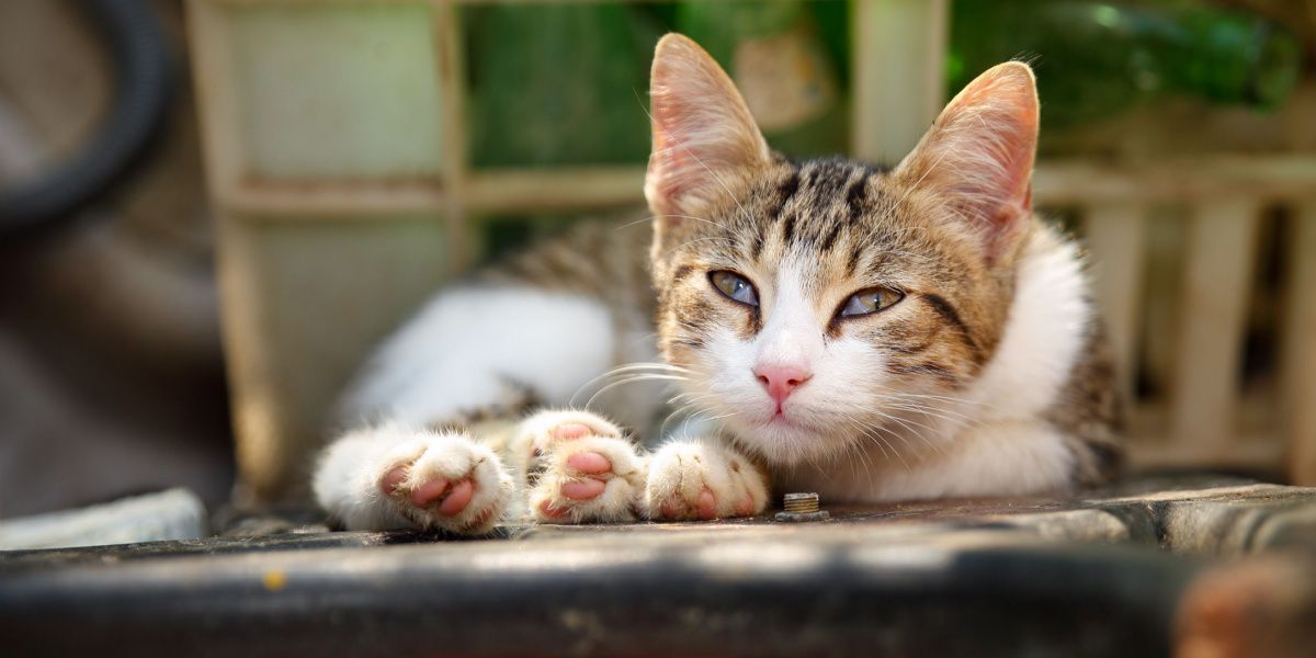 Olho de cereja em gatos: o gato mostra a terceira pálpebra