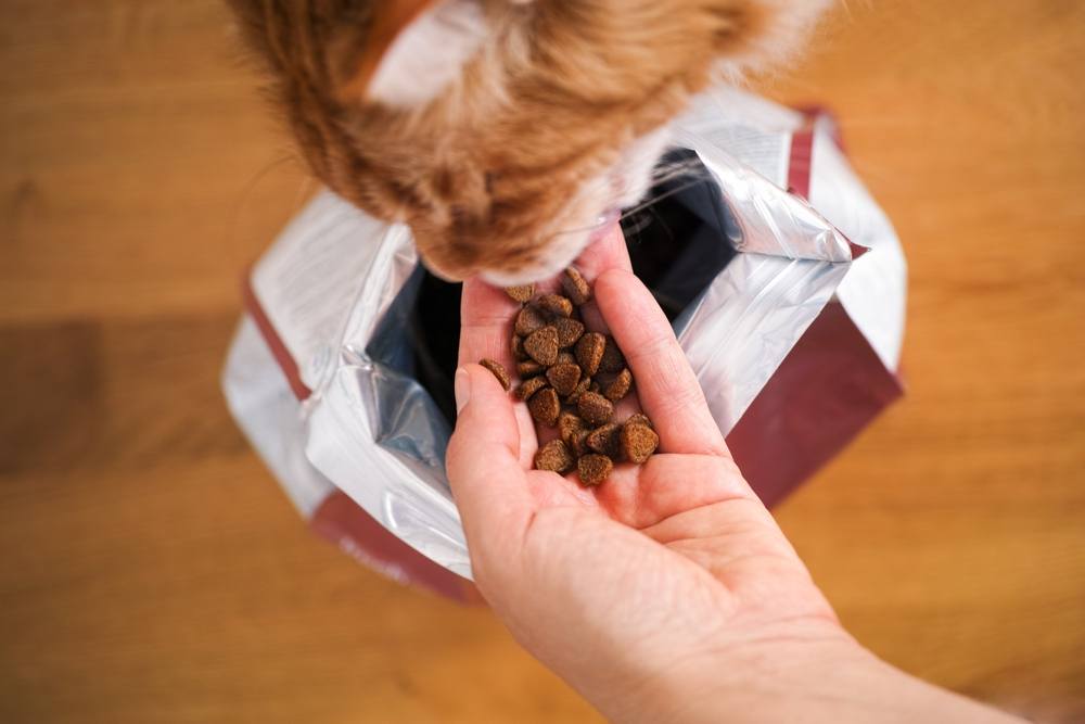 Gato Maine Coon ruivo comendo ração para gatos de uma mão de mulher